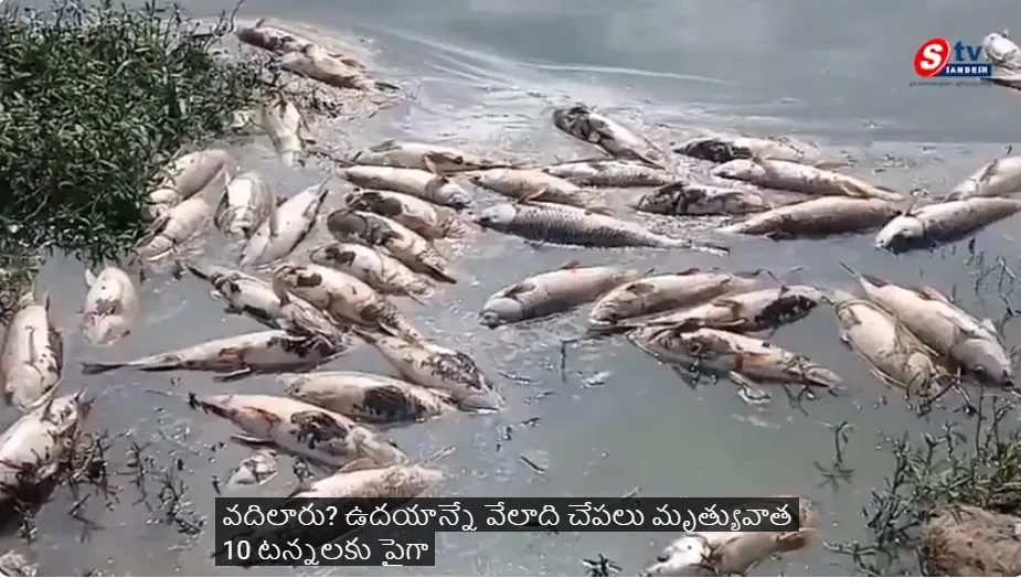 రాచెరువులో విషాదం-కెమికల్ వ్యర్థాలతో 10 టన్నులకు పైగా చేపలు మృతి